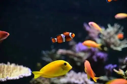akvaryumda yüzen renkli balıklar