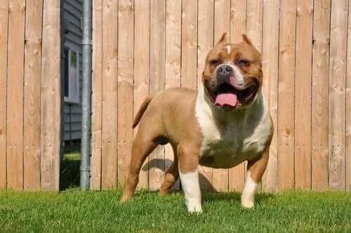American Bully ile Tanışın: Kaslı Bir Köpek