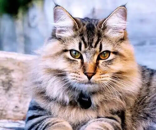 amerikan bobtail kedisi