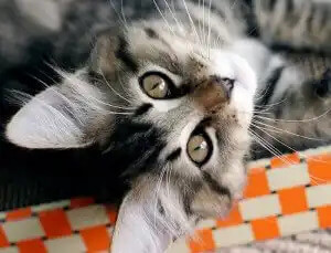 amerikan bobtail kedisi