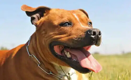 amerikan pitbull teriyer