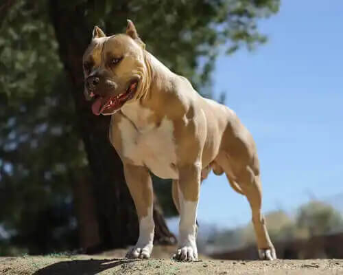 amerikan pitbull teriyer cinsi köpek