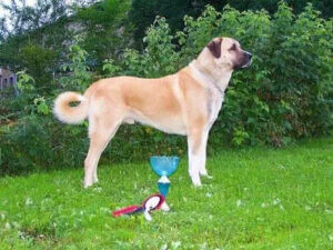 Türkiye'den Anadolu Çoban Köpeği