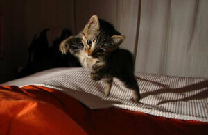 Kediler Yüksekten Düşünce Kurtulabilir, Alçak Düşmelerden Kurtulamaz