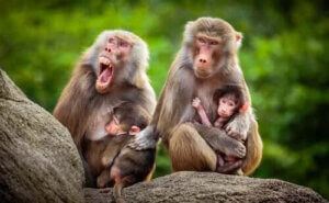 Babunla Tanışın: Habitatı, Özellikleri ve Davranışı