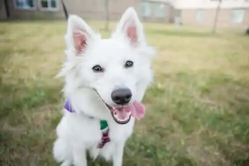 bahçede oynayan köpek