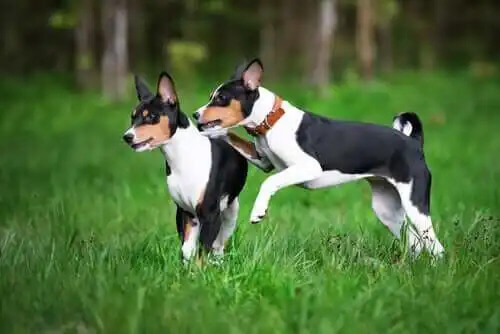 basenji köpek ırkı