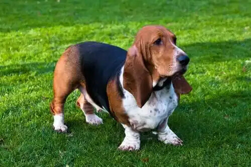 basset hound cinsi köpek