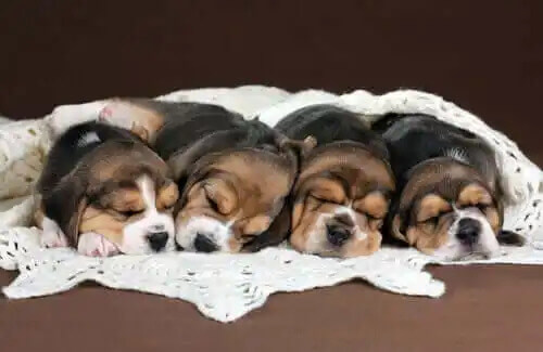 yan yana yatan yavru beagle köpekleri