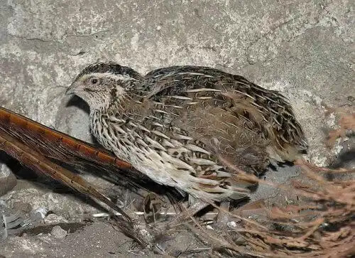 tek başına bıldırcın