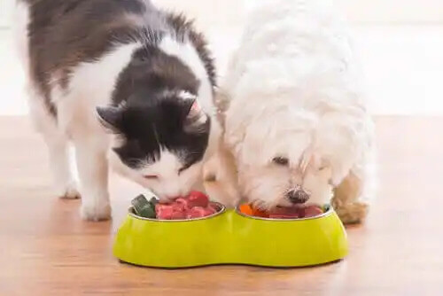 birlikte yemek yiyen kedi ve köpek