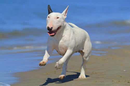 bull terrier sahilde koşuyor