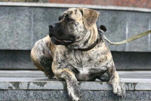 "Bullenbeisser Kuşağı"nın Köpekleri