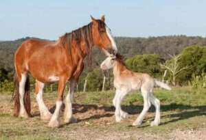 Ünlü İngiliz Irkları: Clydesdale Atı