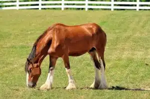 clydesdale atı otluyor