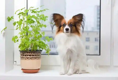 dekorda bir bitki ve köpek