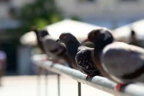 demirde duran güvercinler