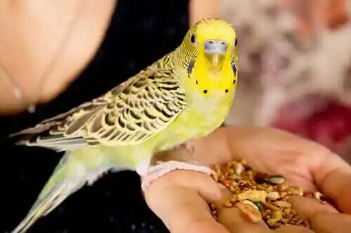 insan elinden yem yiyen sarı kuş