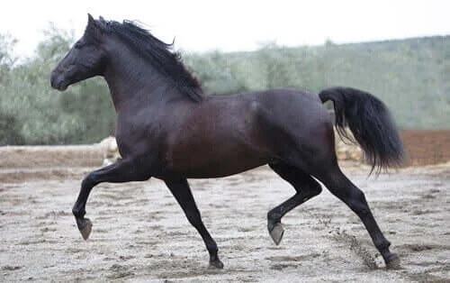 Endülüs veya Saf İspanyol Atı