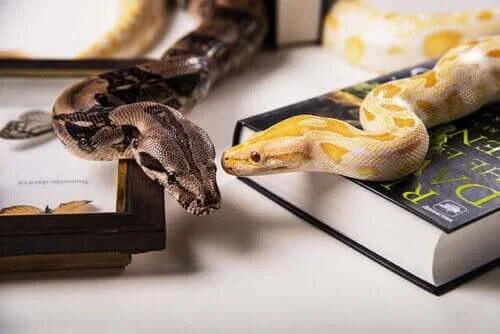 Egzotik Evcil Hayvanlar - Evcil Yılan Türleri