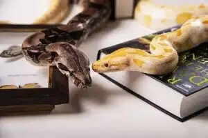 sarı ve siyah evcil yılanlar