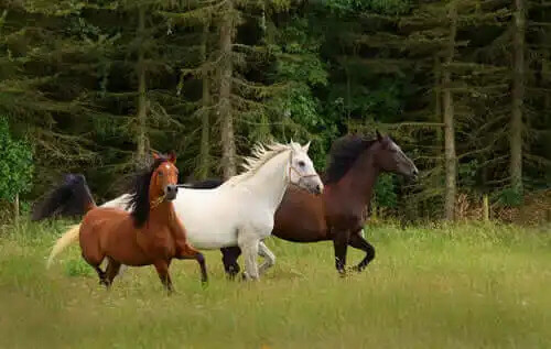 farklı renklerde atlar koşuyor
