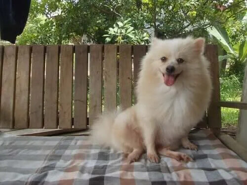 Kurt Kedisi Yeni Kedi Cinsi Lykoi İle Tanışın My Animals