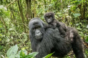 Goril: Özellikleri, Davranışı ve Habitatı