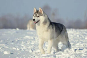 Grup 5 Köpekler: FCI'ye Göre Irk Sınıflandırması