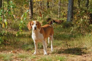 Grup 6 Köpekler: FCI'ye Göre Irk Sınıflandırması