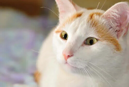 Kedi Irklarının FIFe Sınıflandırması: Grup I Kedileri