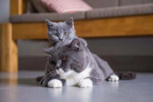 Kedi Irklarının FIFe Sınıflandırması: Grup III Kedileri