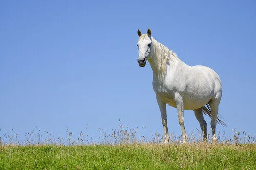 Hamile Bir Kısrak: Bilmeniz Gerekenler