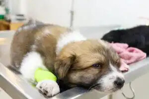 hastanede yavru köpek