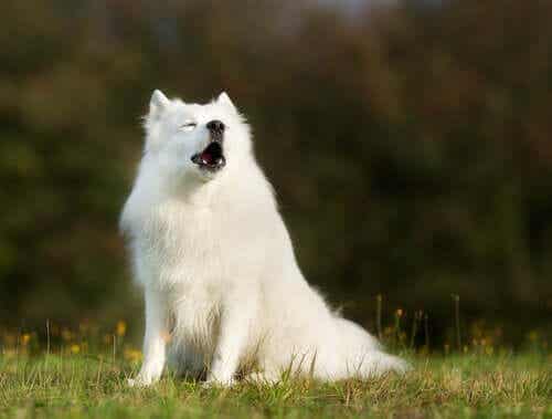 çimlerde havlayan büyük beyaz köpek