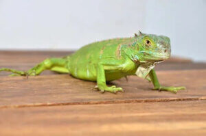 İguana Yetiştirmek: Bilmeniz Gereken Her Şey