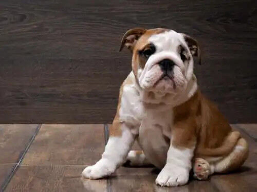 ingiliz bulldog brakisefalik