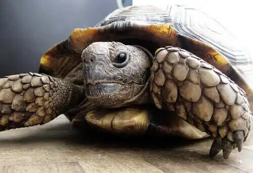 yakın çekim kaplumbağa