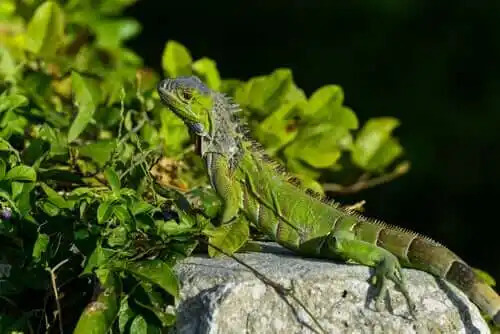 kaya üzeride iguana