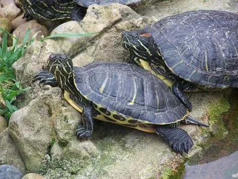 kayada iki tane kaplumbağa