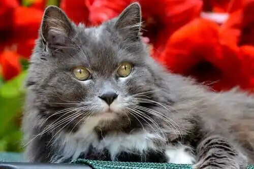 yarı gri yarı beyaz tüylü yaşlı kedi