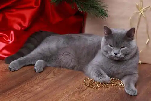 kolyeyle oynayan kedi