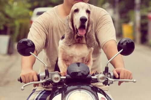 Köpeğinizle Nasıl Motosiklet Süreceğinizi Öğrenin!