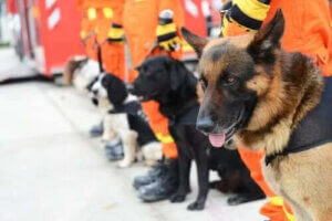 Drone Teknolojisi ve Kurtarma Köpekleri: Yeni Bir Ekip