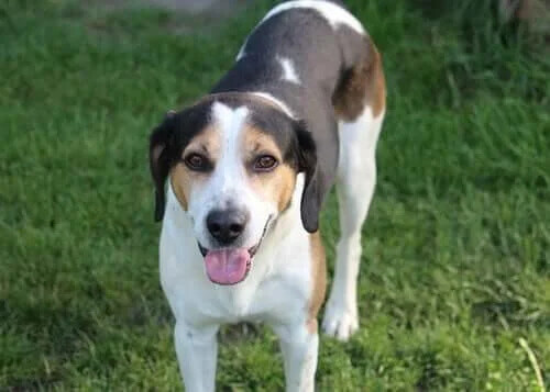 Köpeklerde İnmemiş Testis veya Kriptorşidizm