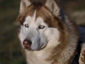 Köpeklerde Kuru Göz Sendromu Hakkında Her Şey