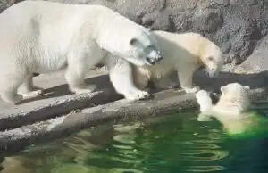 suda kutup ayıları 