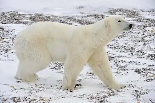 karların arasında kutup ayısı