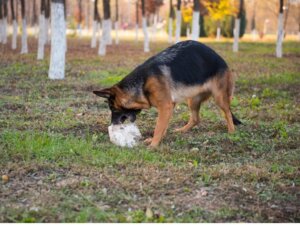 Köpeğinizin Taş Yemesinin 8 Nedeni