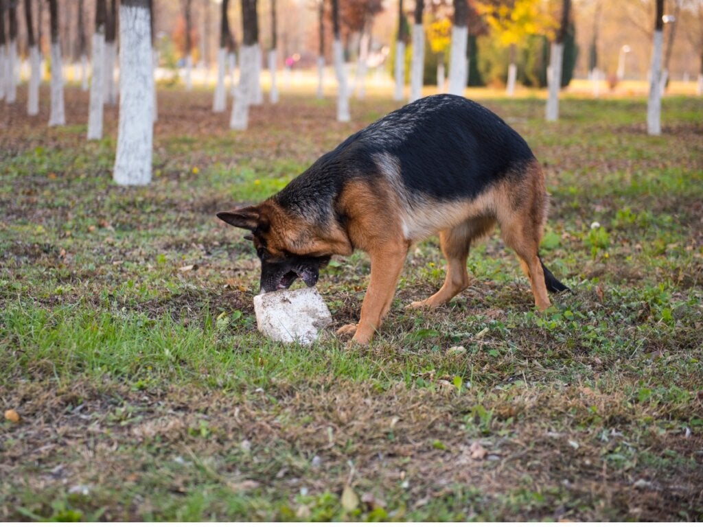 Köpeğinizin Taş Yemesinin 8 Nedeni